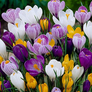 Ce fel de flori sunt înflorite stadii incipiente de martie, aprilie, mai
