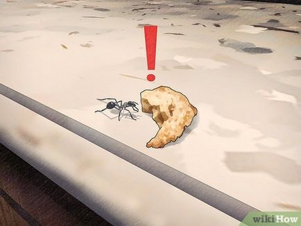 Cum sa scapi de furnici folosind remedii naturale