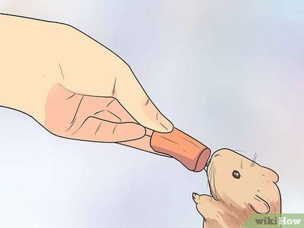 Cum să se hrănească hamsteri Jungar