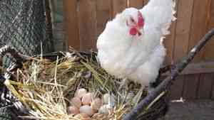 Ca pui de eclozare ouă - -dacă păsări de reproducție () - ENDIF - Articole Director - dezvoltare