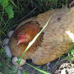 Ca pui de eclozare ouă - -dacă păsări de reproducție () - ENDIF - Articole Director - dezvoltare