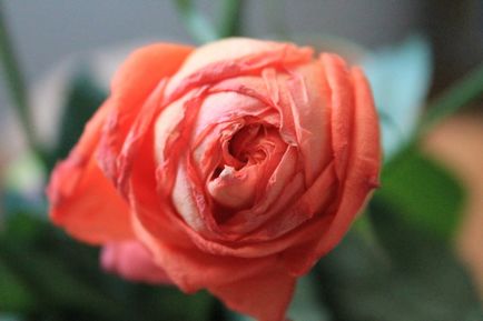 Cum pot folosi ofilit petale de trandafir pe care le puteți face cu petale de trandafir, eticheta imaginea