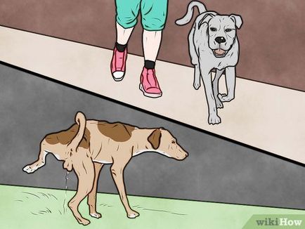 Cum de a pedepsi un câine
