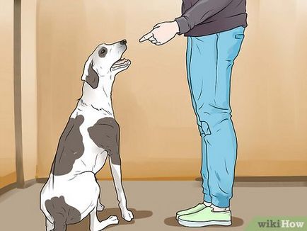 Cum de a pedepsi un câine