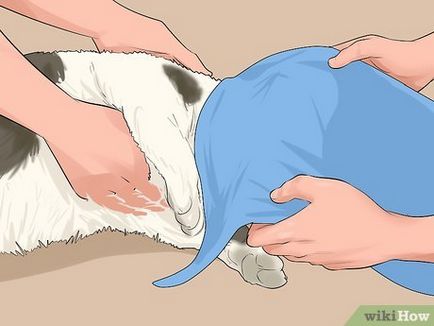 Cum se exfolieze cu un picior rupt pisica