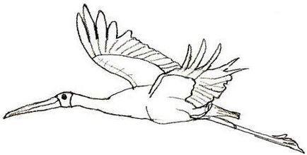 Cum de a desena un pas Stork cu pas ghid pentru incepatori 1