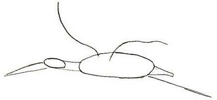 Cum de a desena un pas Stork cu pas ghid pentru incepatori 1