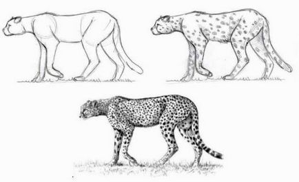 Cum să atragă un ghepard reprezintă bestie puternică și rapidă