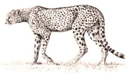 Cum să atragă un ghepard reprezintă bestie puternică și rapidă