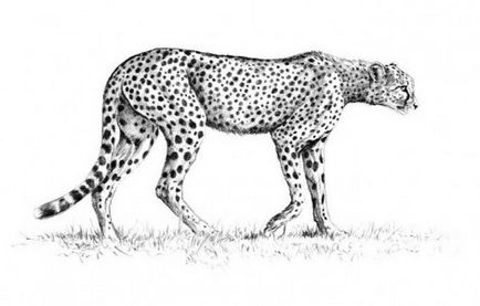 Cum de a desena un ghepard etape creion - lectii de desen - utile cu privire la artsphera