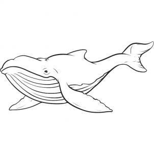 Cum de a desena o balenă în etape 1