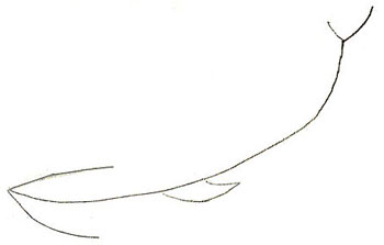 Cum de a desena o balenă, desen balenă etapele creion