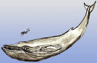 Cum de a desena o balenă, desen balenă etapele creion