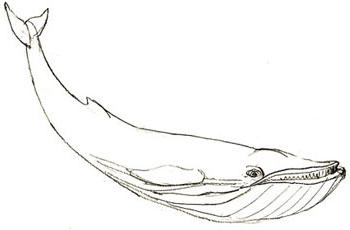 Cum de a desena o balenă într-un stiluri realiste și animate