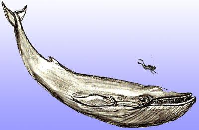 Cum de a desena o balenă într-un stiluri realiste și animate