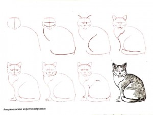 Cum de a desena o pisica