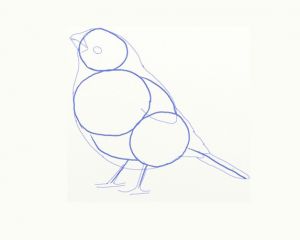 Cum să elaboreze o pasăre