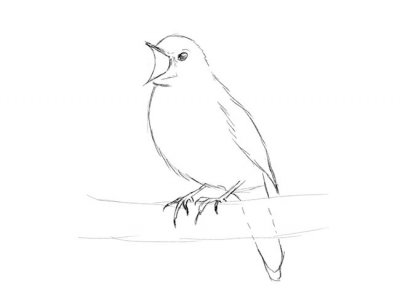 Cum de a desena un creion etape pasăre - imagini și desene pe desktop gratuit