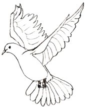 Cum să atragă păsări pas cu pas, desene in creion de păsări