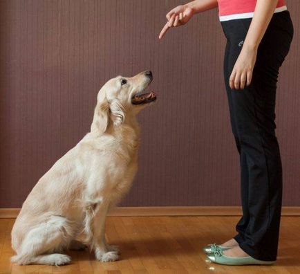 Cum să învețe câinele comanda - sta
