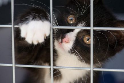 Cum de a găsi o pisica lipsă, în cazul în care el a fost pierdut în stradă, cabana, a fugit de acasă o pisică domestică