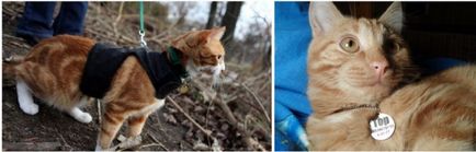 Cum de a găsi o pisica lipsă, în cazul în care el a fost pierdut în stradă, cabana, a fugit de acasă o pisică domestică