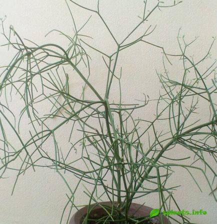 Cum se numește o plantă cu tulpina verde, fără frunze de Euphorbia tirucalli