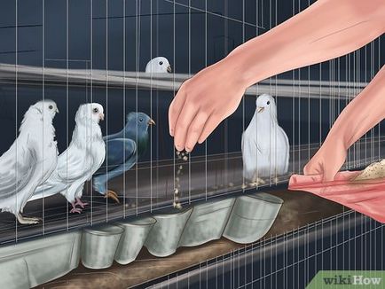 Cum de a instrui porumbel