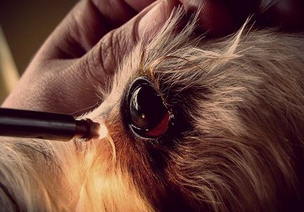Cum să identifice și să trateze cheratita la câini, despre boala de ochi