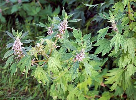 Cum de a bea comprimate motherwort