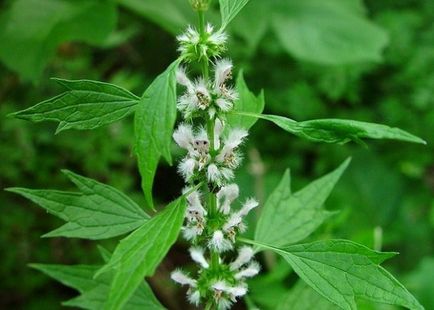 Cum de a bea comprimate motherwort