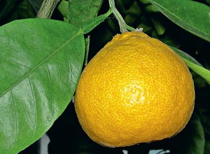 Cum se obține recolta portocalie într-un apartament