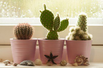 Cum de a planta un cactus fără rădăcini în oală și cum să se pregătească semințele încolțesc