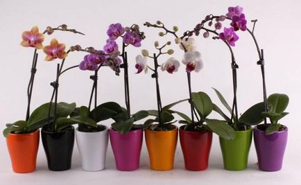Cum de a planta o orhidee - de plantare și îngrijire la domiciliu pentru orhidee
