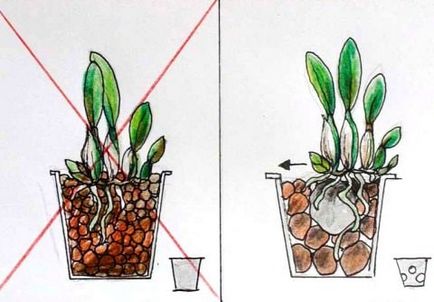 Cum de a planta o orhidee într-o oală