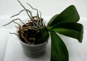 Cum de a planta o orhidee într-o oală la domiciliu