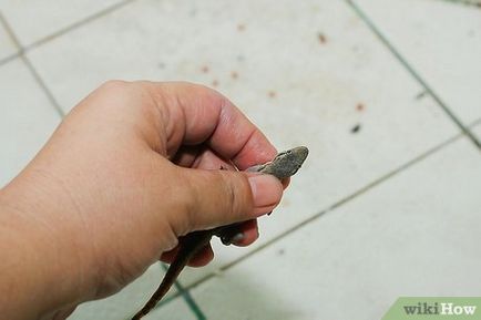 Cum de a prinde o șopârlă și păstrați-l în captivitate