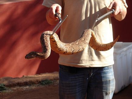 Cum de a ridica șarpele