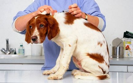 vaccinarea câine Cum să fie vaccinate 6 reguli de bază - 05 mai 2016 - un câine sănătos