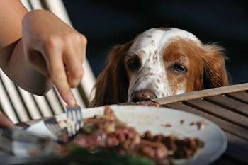 Cum de a hrăni câinele, care este posibil, și ceea ce nu este