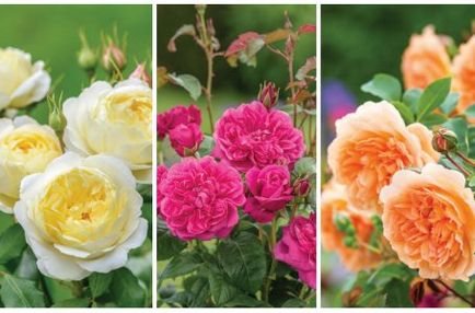 Cum să planteze trandafiri în teren deschis, în primăvară, într-un pat de flori ()