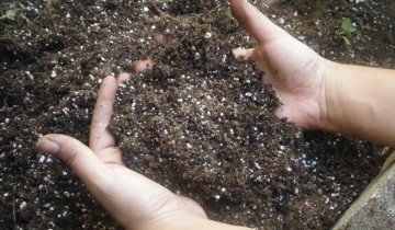 Cum de a planta lalele - primavara sau toamna, și profundă sau nu