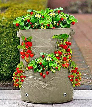 Cum să crească căpșuni în formă de saci