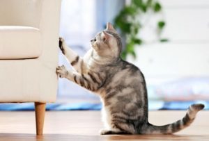 Cum de a obișnui pisica la zgâriat și de a ajuta pisica să învețe să gheare zero, cum să vă facă