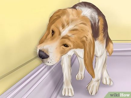 Cum de a obișnui câinele la padocul
