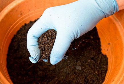 Cum de a planta răsaduri de praz din semințe înainte de plantare în sol deschis