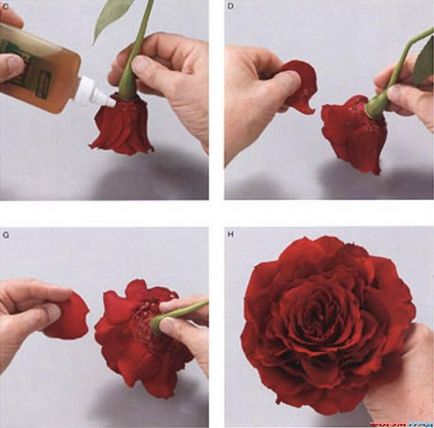 Cum sa faci un buchet de petale de trandafir cu mâinile lor