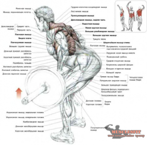 Cum de a face partea din spate mai larg sau secretul spate lat, musclesfit
