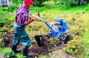 Cum de a fertiliza grădină, în primăvara anului