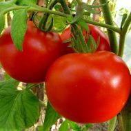 Cum să aibă grijă de tomate pentru o recoltă bună